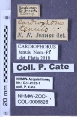 Etiketten zu Cardiophorus tenuis (Németh & Platia, 2014) (NHMW-ZOO-COL-0006826)